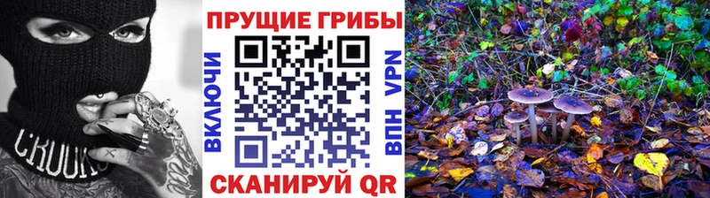 Купить где Печора Псилоцибиновые грибы мицелий